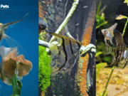 Lifespan of Angelfish: How Long Do Angelfish Live? How Long Do Angelfish Live - Lifespan of Angelfish