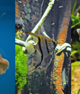 Lifespan of Angelfish: How Long Do Angelfish Live? How Long Do Angelfish Live - Lifespan of Angelfish