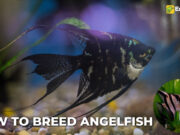 How to Breed Angelfish: A Comprehensive Guide How to Breed Angelfish: A Comprehensive Guide
