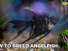 How to Breed Angelfish: A Comprehensive Guide How to Breed Angelfish: A Comprehensive Guide