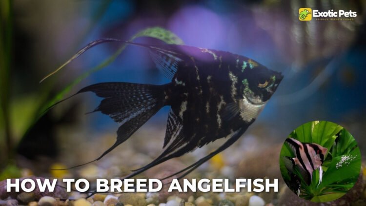 How to Breed Angelfish: A Comprehensive Guide