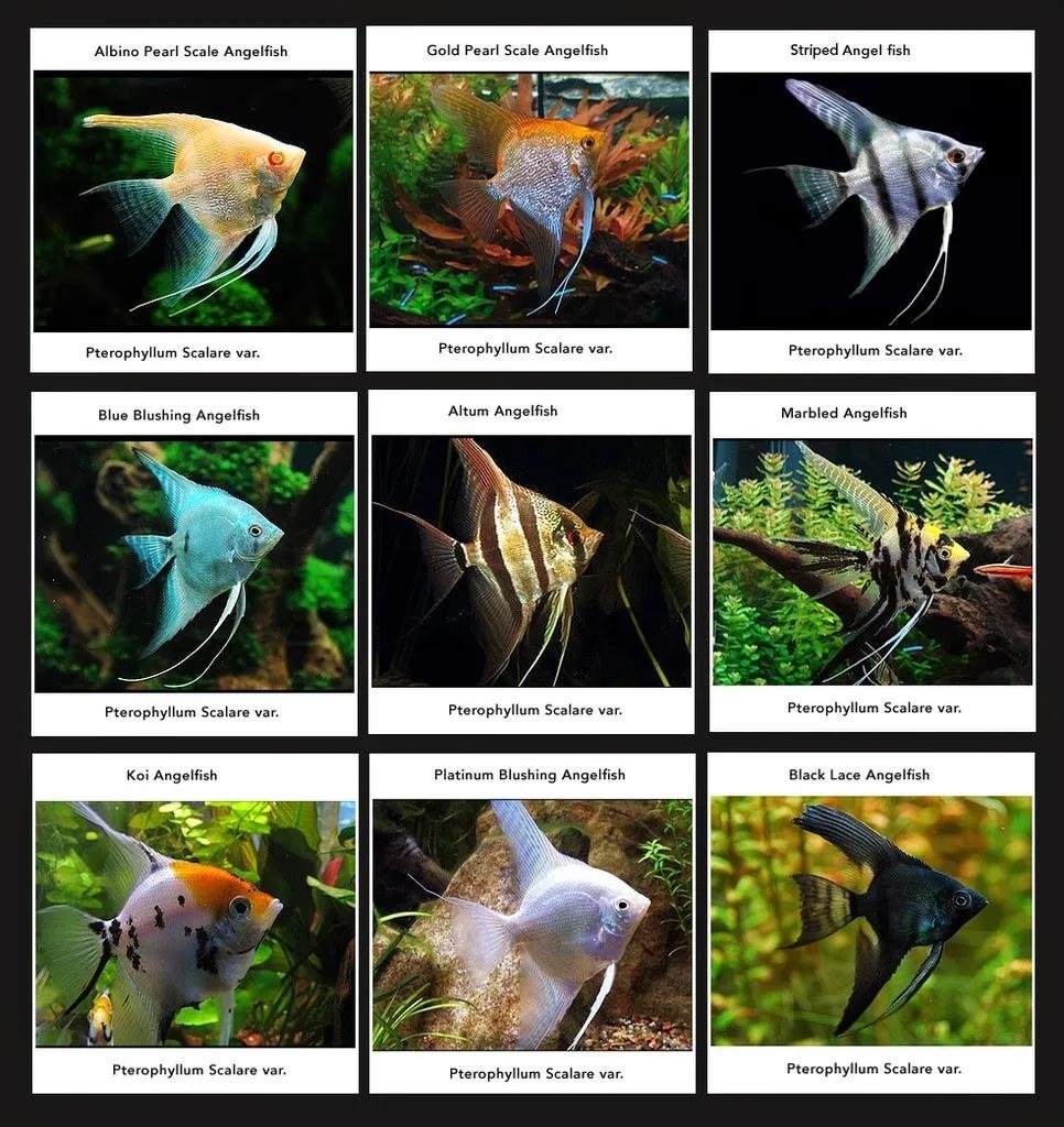 How to Choose Angelfish with a Good Lifespan
