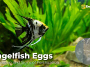How to Tell if Angelfish Eggs are Fertilized (Expert Tips) How to Tell if Angelfish Eggs are Fertilized