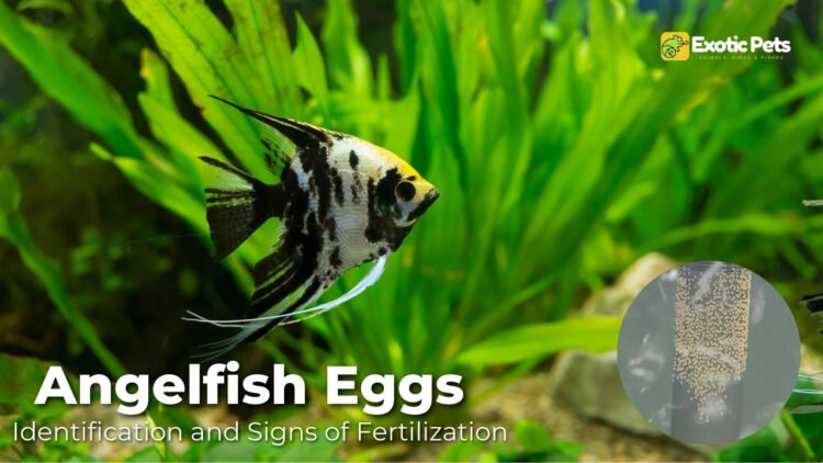 How to Tell if Angelfish Eggs are Fertilized