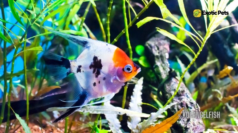 Koi Angelfish - Types of Angelfish