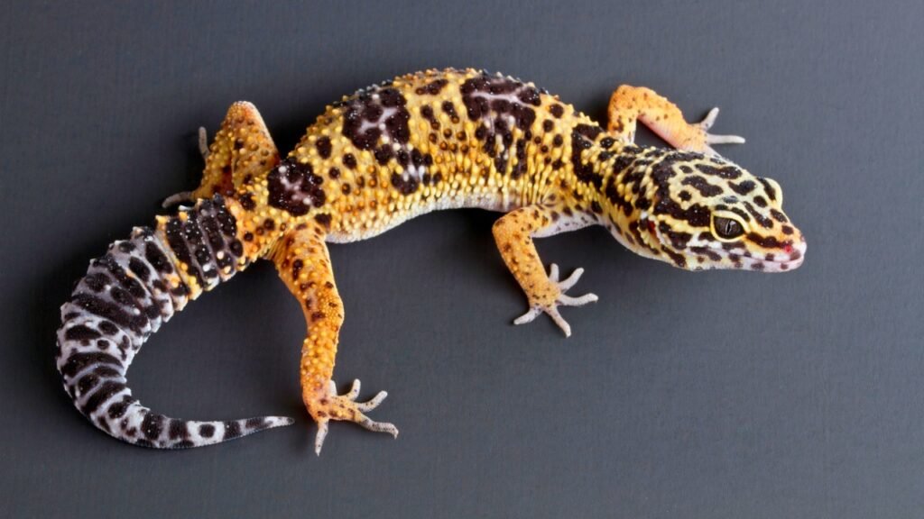 Leopard Gecko - Best Pet Lizard for Beginners