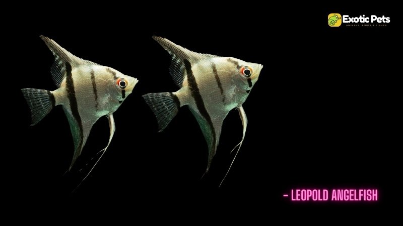 Leopold Angelfish