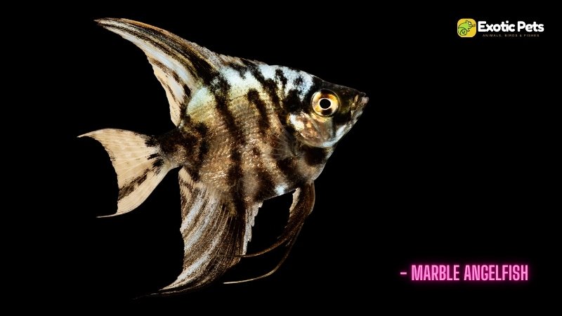 Marble Angelfish - Types of Angelfish