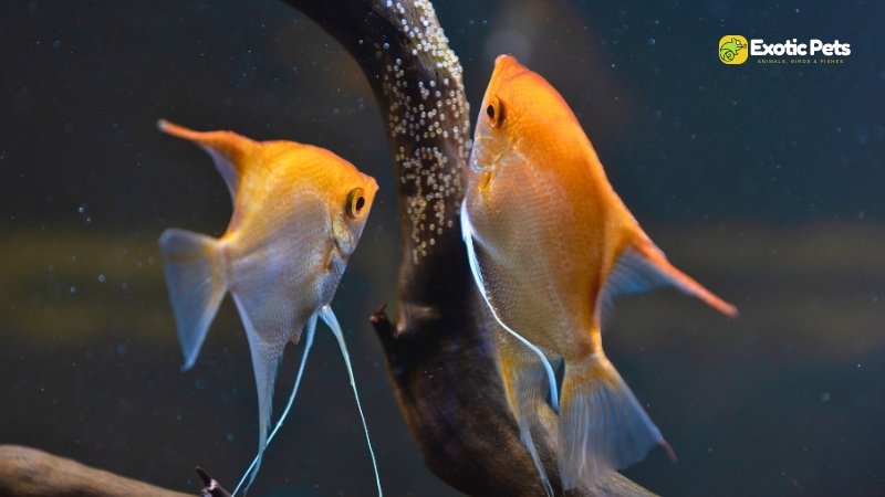 Selecting the Right Breeding Pair of Angelfish