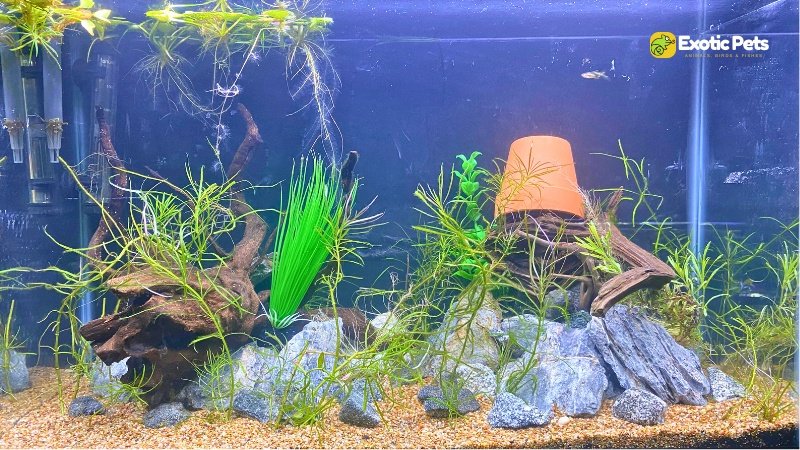 Setting Up the Breeding Tank for Angelfish