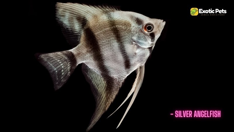 Silver Angelfish (Pterophyllum scalare)