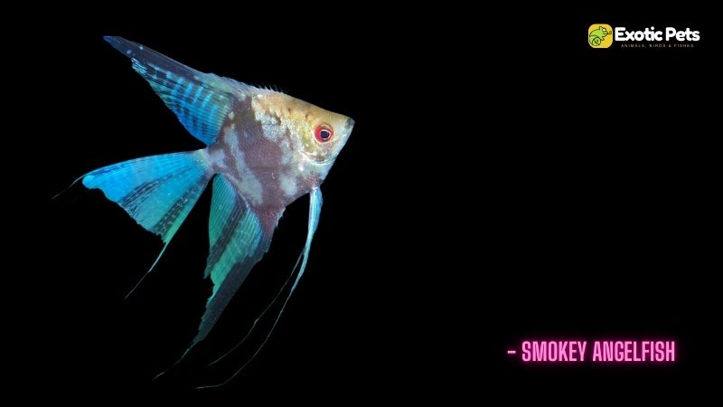 Smokey Angelfish - Types of Angelfish