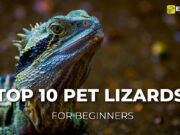 Top 10 Best Pet Lizards for Beginners Top 10 Best Pet Lizards for Beginners