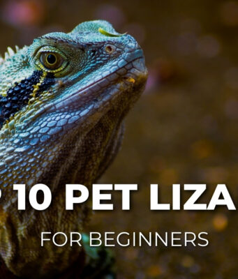 Top 10 Best Pet Lizards for Beginners Top 10 Best Pet Lizards for Beginners