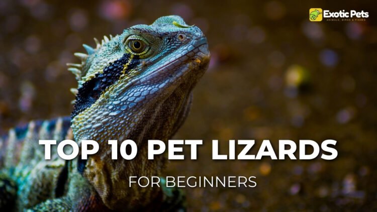 Top 10 Best Pet Lizards for Beginners