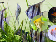 15 Types of Angelfish for Freshwater Aquariums with Pictures Types of Angelfish for Freshwater Aquariums with Pictures