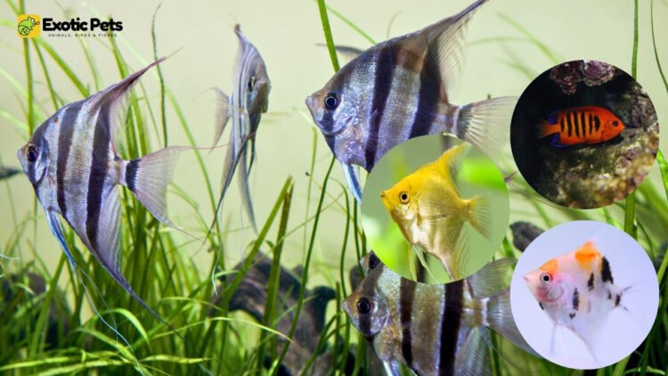 Types of Angelfish for Freshwater Aquariums with Pictures