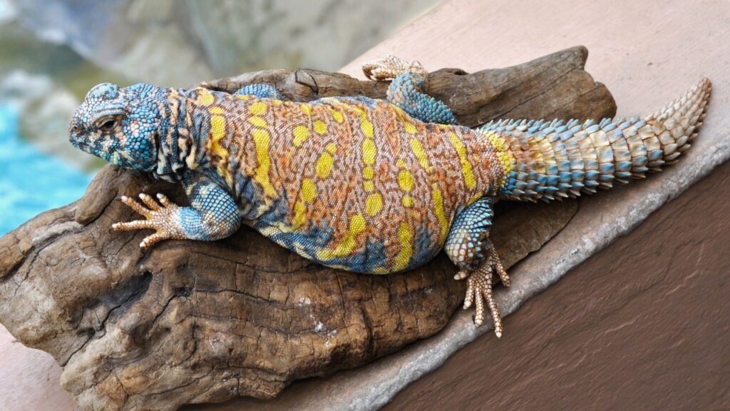 Uromastyx