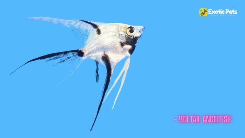 Veiltail Angelfish - Types of Angelfish