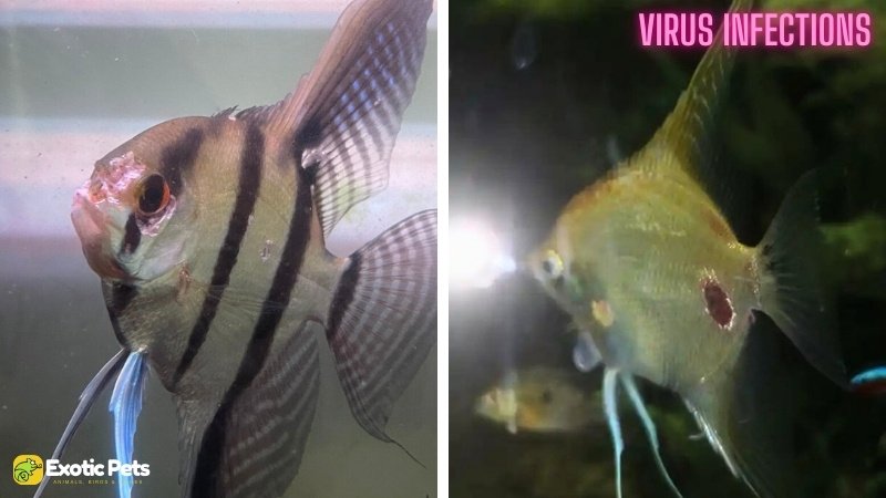 Virus Infections in Angelfish