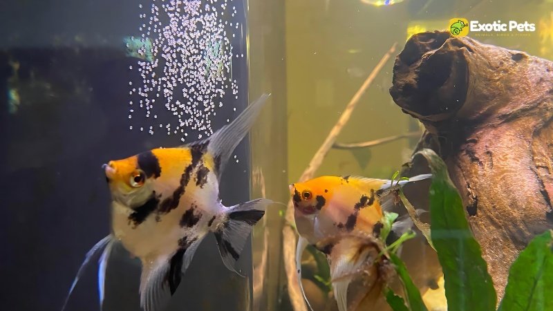 What are the Signs of Fertilized Angelfish Eggs