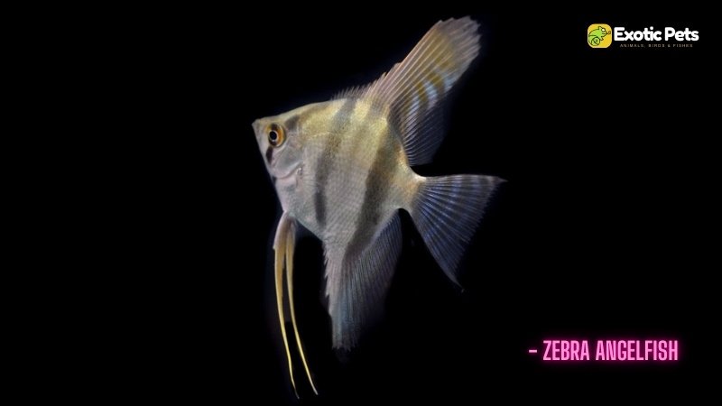 Zebra Angelfish