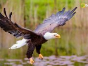 Bald Eagle Illegally Shot Near Sandpoint, Idaho: Authorities Seek Public’s Help Bald Eagle Illegally Shot Near Sandpoint, Idaho
