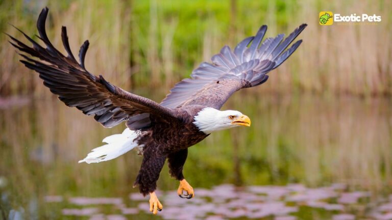 Bald Eagle Illegally Shot Near Sandpoint, Idaho