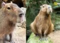 Ripple, Beloved Capybara at Kansas City Zoo, Passes Away at 12