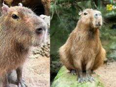 Ripple, Beloved Capybara at Kansas City Zoo, Passes Away at 12 Ripple, Beloved Capybara at Kansas City Zoo, Passes Away at 12