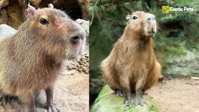 Ripple, Beloved Capybara at Kansas City Zoo, Passes Away at 12