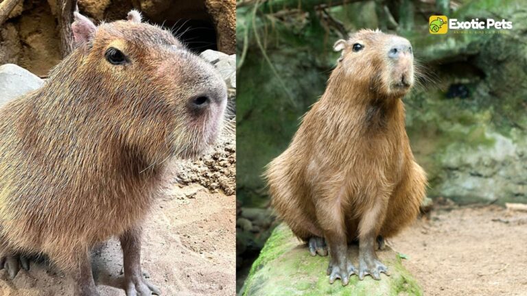 Ripple, Beloved Capybara at Kansas City Zoo, Passes Away at 12