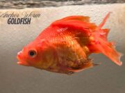 Anchor Worm on Goldfish: Symptoms, Causes, and Treatment Guide Anchor Worm on Goldfish - Symptoms, Causes, and Treatment Guide