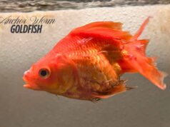 Anchor Worm on Goldfish: Symptoms, Causes, and Treatment Guide Anchor Worm on Goldfish - Symptoms, Causes, and Treatment Guide