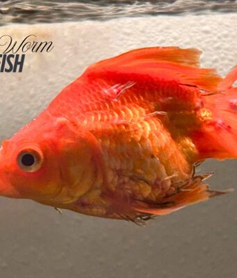 Anchor Worm on Goldfish: Symptoms, Causes, and Treatment Guide Anchor Worm on Goldfish - Symptoms, Causes, and Treatment Guide