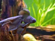 Black Moor Goldfish Care Guide: Feeding, Tank Setup, Diseases, Breeding & More Black Moor Goldfish Care Guide