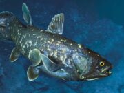 Coelacanths: Could This “Living Fossil” Be the Key to Unlocking Earth’s Deep Past? Coelacanths aka Living Fossil