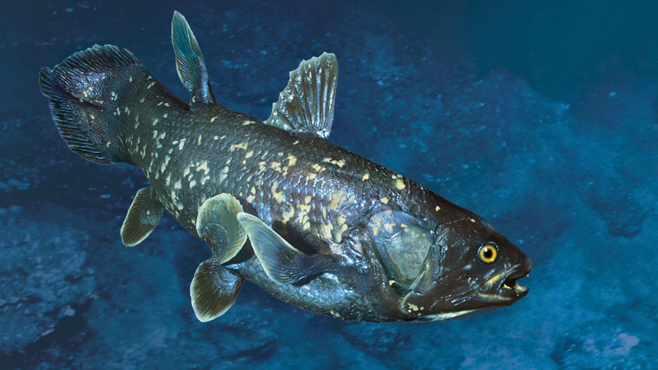 Coelacanths aka Living Fossil