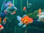 20+ Different Types of Goldfish Varieties With Traits & Images 20+ Different Types of Goldfish Varieties With Traits & Images