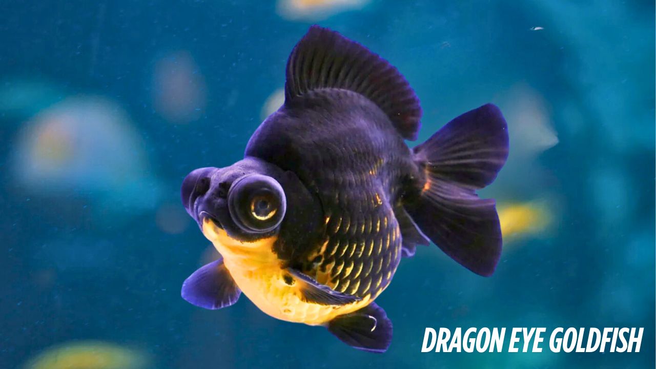20+ Different Types of Goldfish Varieties With Traits & Images