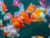 Goldfish Growth Rates: Size, Weight & Growth Chart Goldfish Growth Rates: Size, Weight & Growth Chart