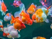 Goldfish Growth Rates: Size, Weight & Growth Chart Goldfish Growth Rates: Size, Weight & Growth Chart