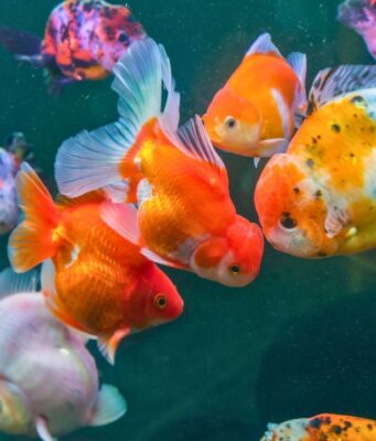 Goldfish Growth Rates: Size, Weight & Growth Chart Goldfish Growth Rates: Size, Weight & Growth Chart