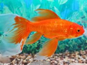 Goldfish Basics: A Brief Overview Goldfish Basics - A Brief Overview