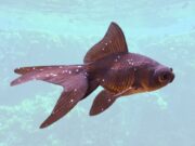 Goldfish Ich Disease (White Spot): Symptoms, Treatment, and Prevention Goldfish Ich Disease (White Spot): Symptoms, Treatment, and Prevention