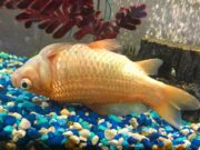 Goldfish Swim Bladder Disease: Symptoms, Causes, Treatments & Prevention Goldfish Swim Bladder Disease