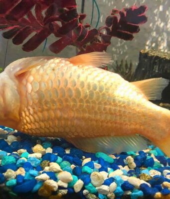 Goldfish Swim Bladder Disease: Symptoms, Causes, Treatments & Prevention Goldfish Swim Bladder Disease