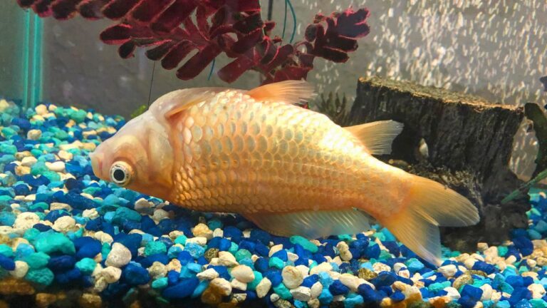 Goldfish Swim Bladder Disease