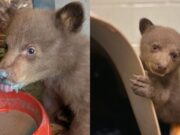 Meet the Tiny Black Bear Cub San Diego Humane Society Is Fighting to Save Meet the Tiny Black Bear Cub San Diego Humane Society Is Fighting to Save