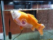 Red Pest Disease in Goldfish – Symptoms, Causes, Treatment & Prevention Guide Red Pest Disease in Goldfish - Symptoms, Causes, Treatment & Prevention Guide